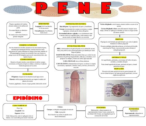 penes venosos